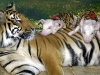 Improbabili amicizie tra animali