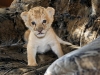Liliger