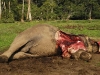 Un elefante massacrato per le sue zanne
