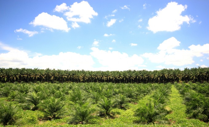 La coltivazione di olio di palma distrugge le foreste asiatiche e contribuisce al cambiamento climatico