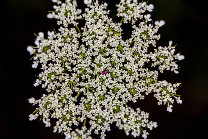 Angelica proprietà benefici e utilizzi