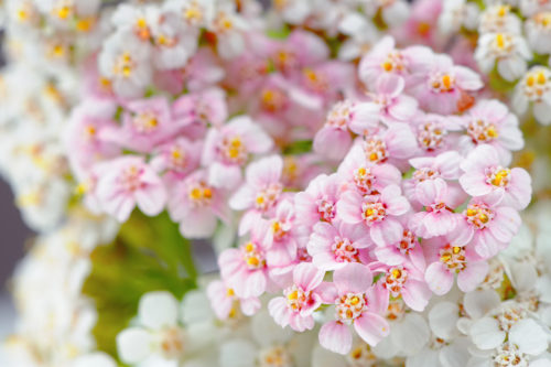 Achillea fiori