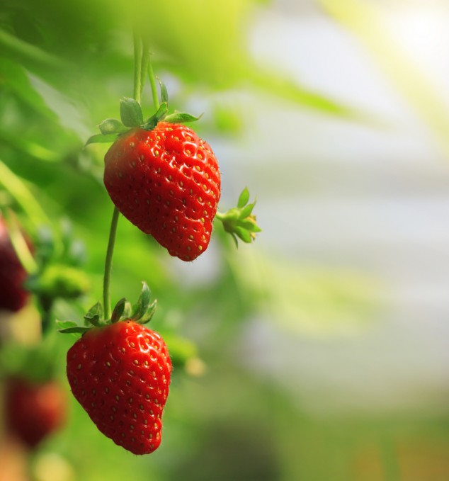 fragole proprietà Le fragole proprietà e benefici
