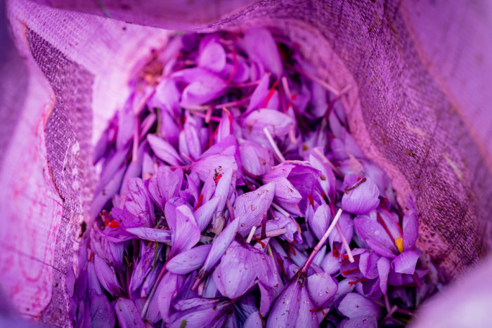 zafferano proprietà shutterstock_341490413