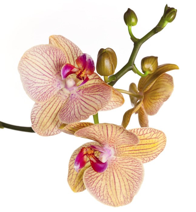 fiore orchidea