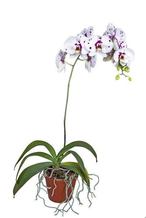 Come curare le orchidee in casa e in balcone