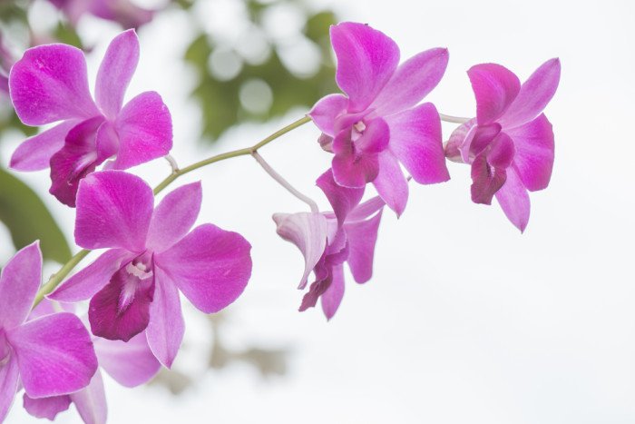fiore orchidea