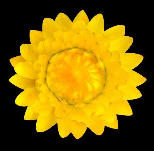 elicriso giallo elicriso giallo