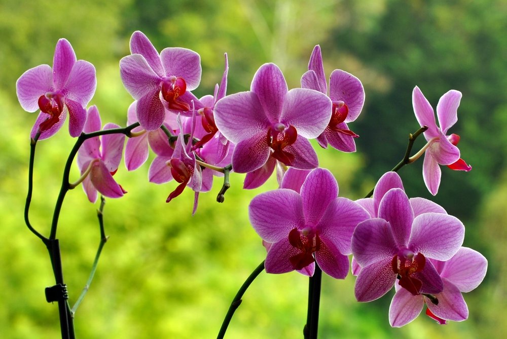 orchidea