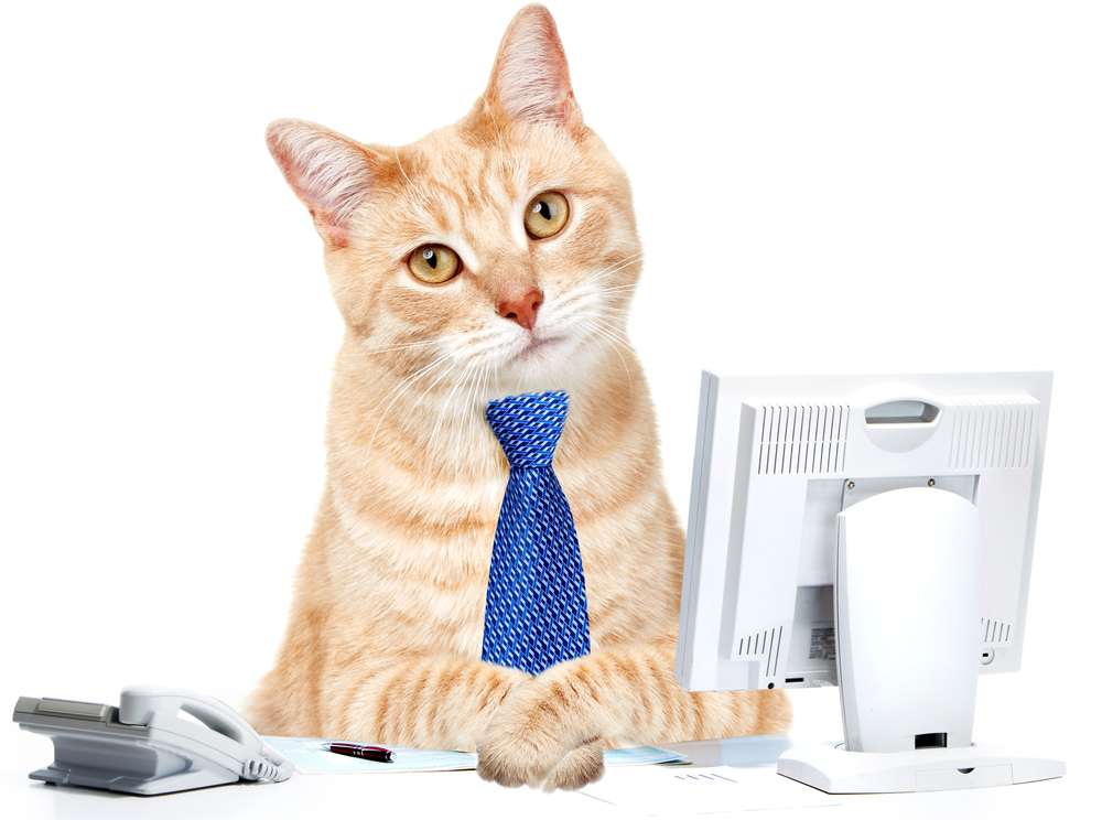 gatti al lavoro gatti al lavoro