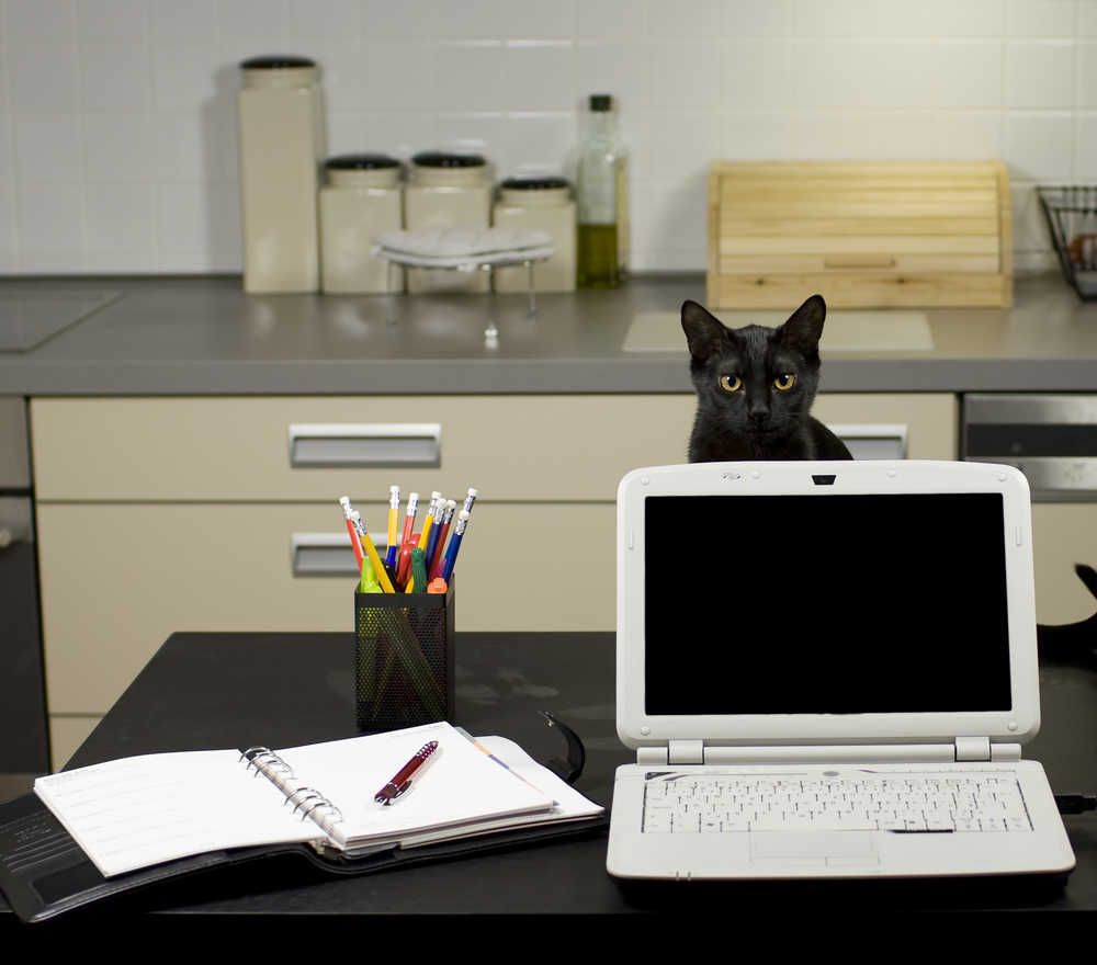 gatti in ufficio gatti in ufficio