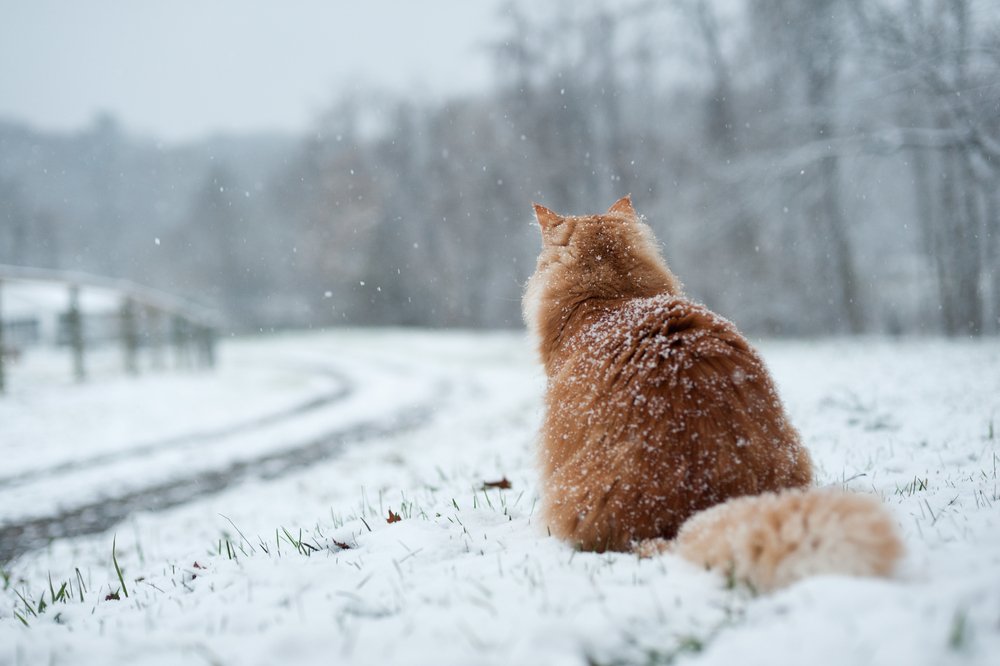 gatto e neve Come proteggere animali dal freddo (domestici e non)
