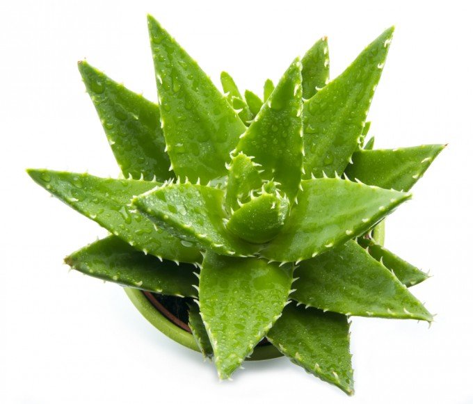 Come curare le piante grasse: anche la pianta dell'aloe vera è una succulenta, piena di virtù cosmetiche!