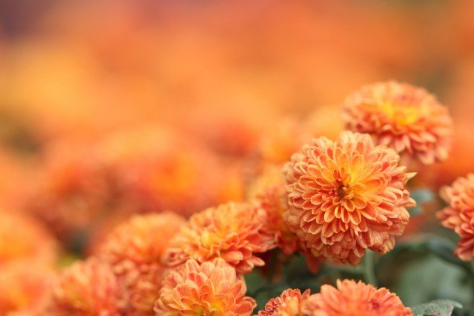 Il significato dei fiori: i crisantemi