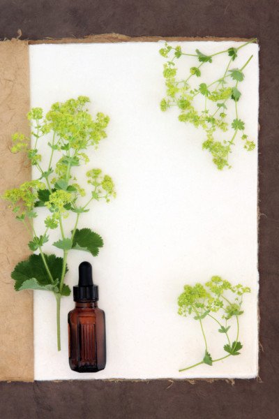 Alchemilla proprietà e utilizzi