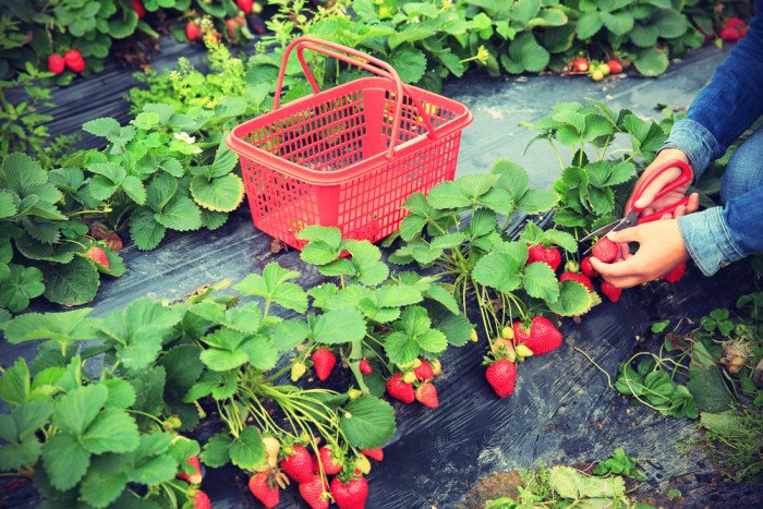 coltivare fragole a casa in balcone: per gustarvi delle primizie con una grandissima soddifazione