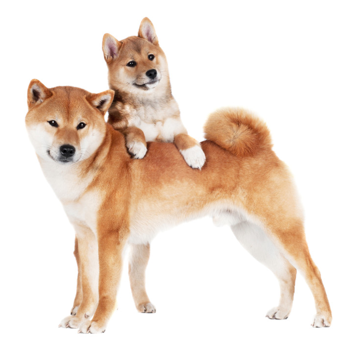shutterstock_139087664