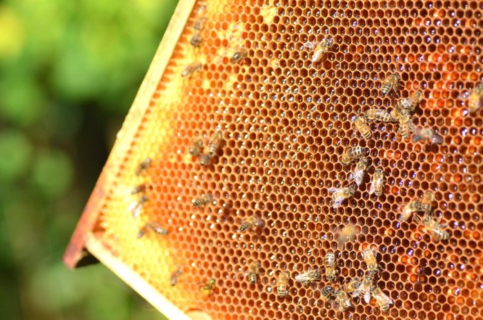 come viene prodotto il miele favo
