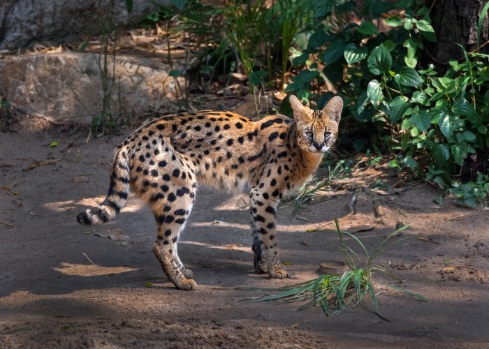 Tutto sul gatto savannah