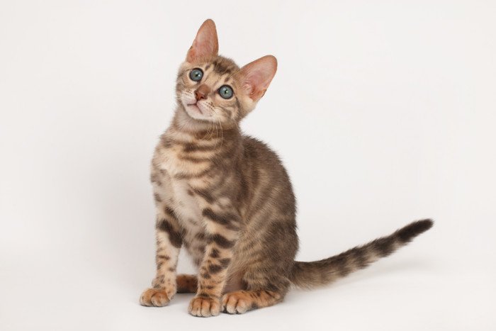 la bellezza del gatto del bengala