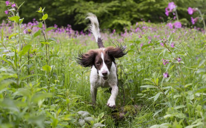 cocker spaniel