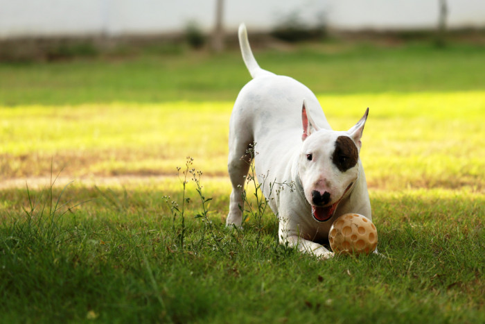 tutto sul bull terrier