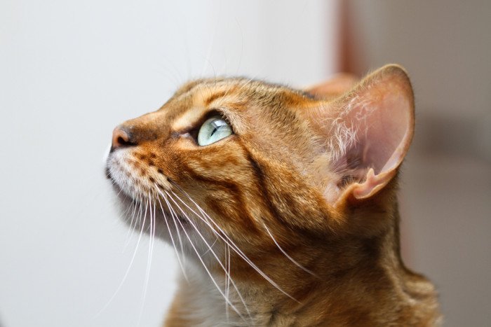 gatto del bengala
