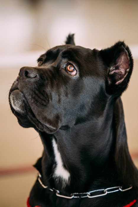 cane corso