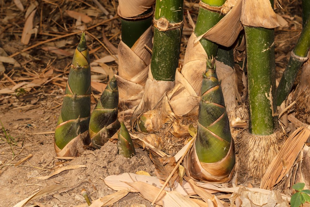 come coltivare bambù