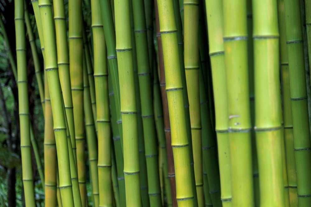 come coltivare bambù
