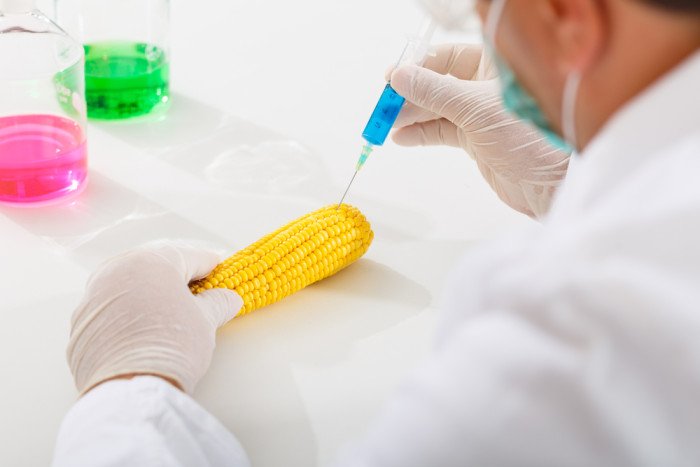 normative sul mais OGM