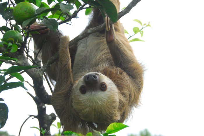 bradipo sugli alberi