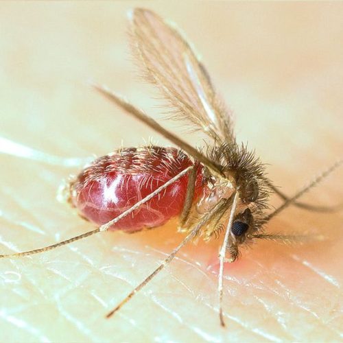 pappataci cosa sono