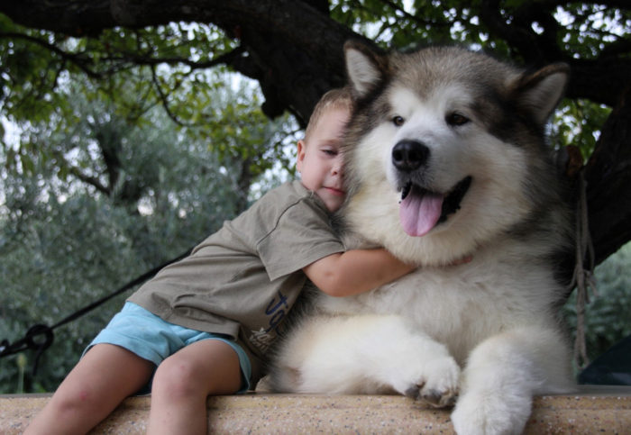 alaskan-malamute-bimbi