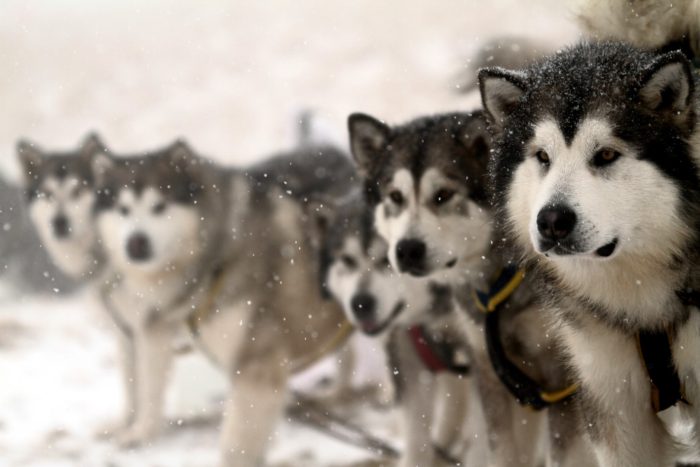 alaskan-malamute-cane-da-traino