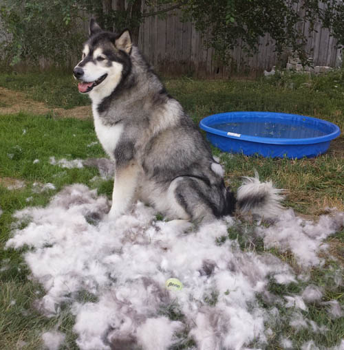 alaskan-malamute_grooming