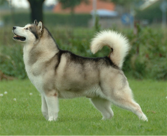 L'Alaskan Malamute ha una corporatura robusta ma slanciata, mascelle e zampe possenti e la coda rimane ritta anche quando è fermo
