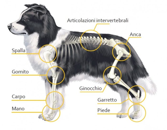 L'artiglio del diavolo può essere utilizzato anche per trattare l'artrosi del cane