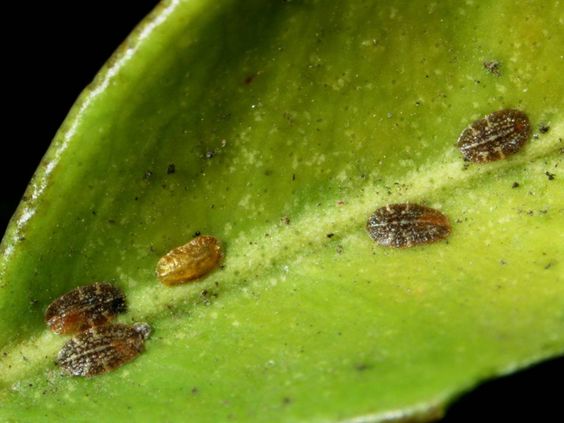 cocciniglia-degli-agrumi
