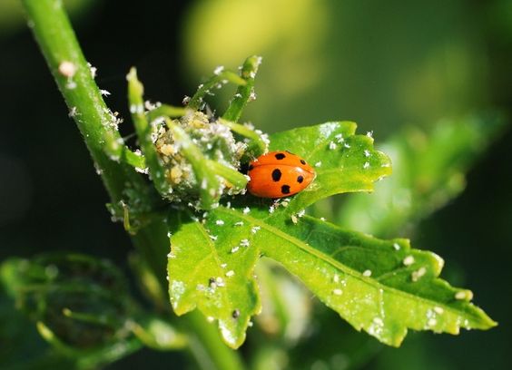 cocciniglia-rimedi