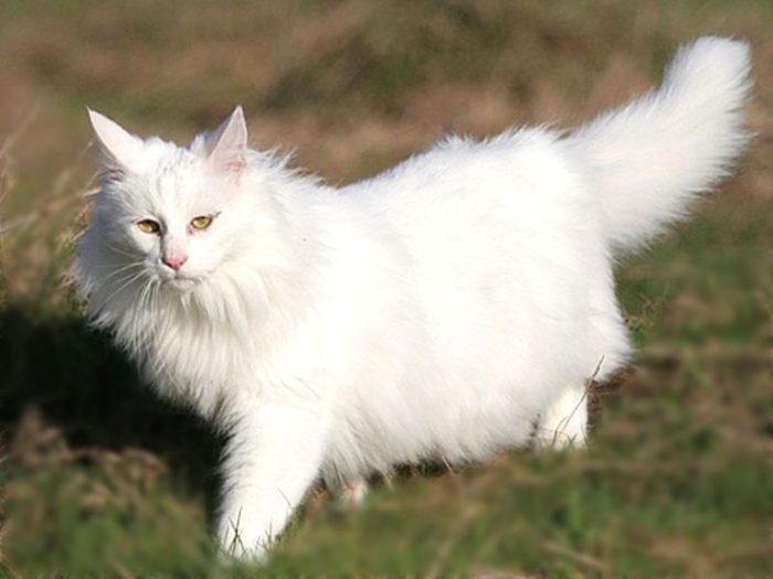 gatto di angora turco