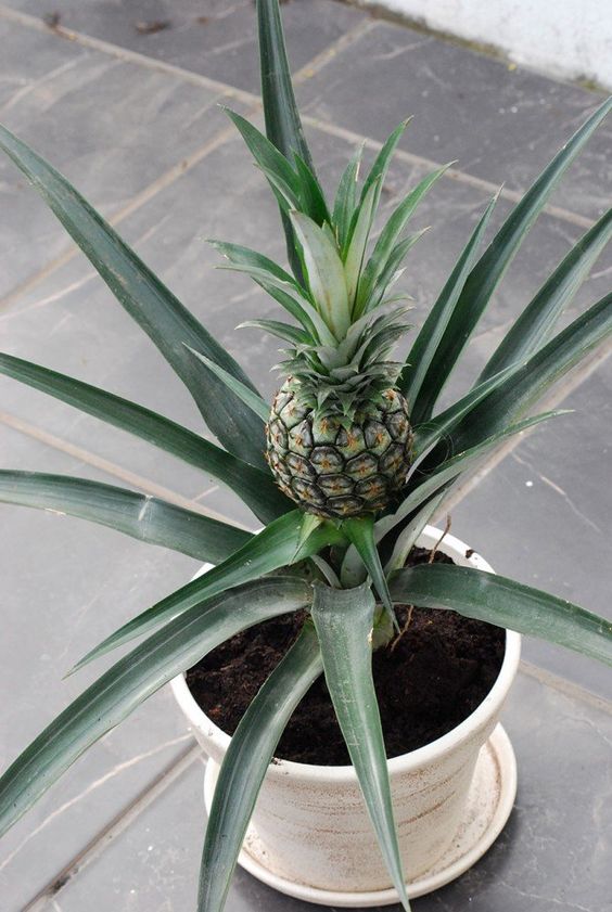 coltivare ananas