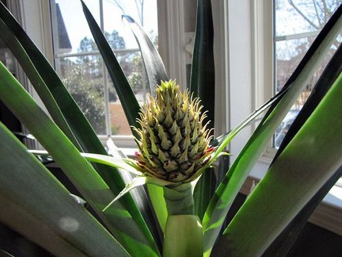 coltivare ananas