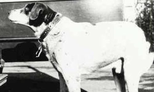 Fido cane devoto che ha atteso per 15 anni il ritorno del suo amico umano.
