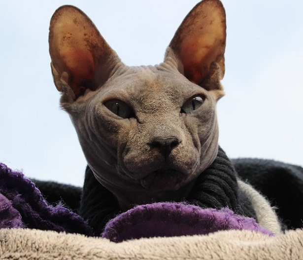 gatto-sphynx-aspetto