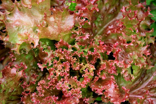 orto-giardino