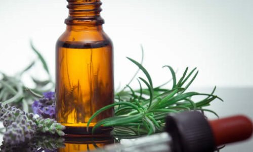 Pino cembro: il suo olio essenziale possiede proprietà calmanti, balsamiche e espettoranti.