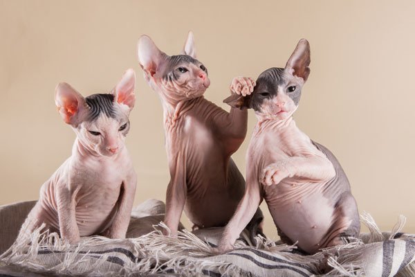 sphynx-carattere