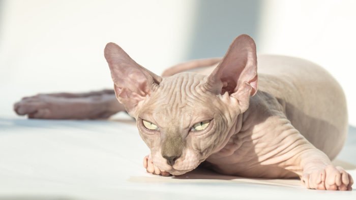 sphynx-cura
