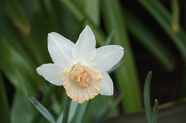 fiori primaverili